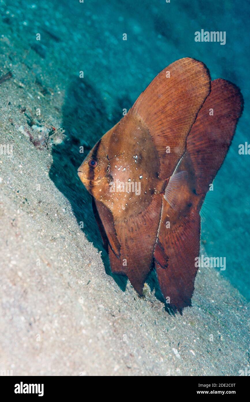 Juvenilen Platax orbicularis Rundschreiben Fledermausfische []. Lembeh Strait, Nord Sulawesi, Indonesien. Stockfoto