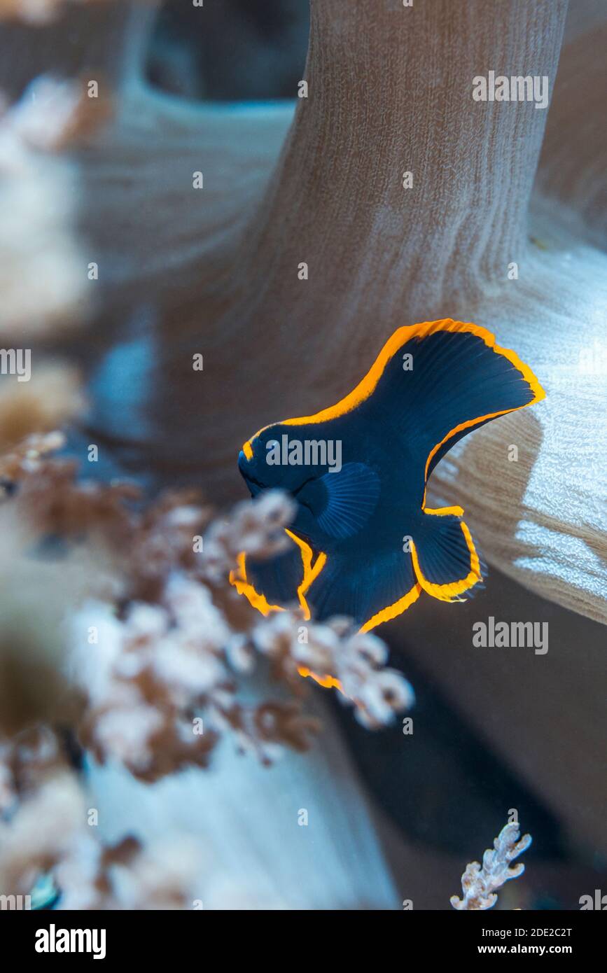 Juvenile gefiederte Fledermaus [Platax pinnatus], die zwischen weichen Korallenzweigen schützen. Westpapua, Indonesien. Indo-Westpazifik. Stockfoto