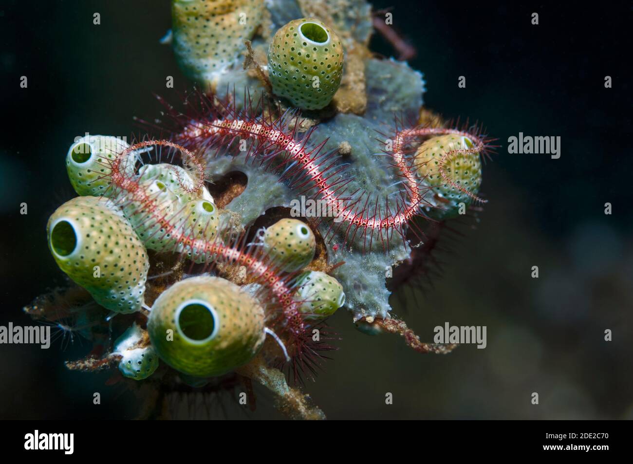 Brittlestar - Ophiotrix sp. Und Meeresquirts [Atriolum robustum]. Lembeh Strait, Nord-Sulawesi, Indonesien. Stockfoto