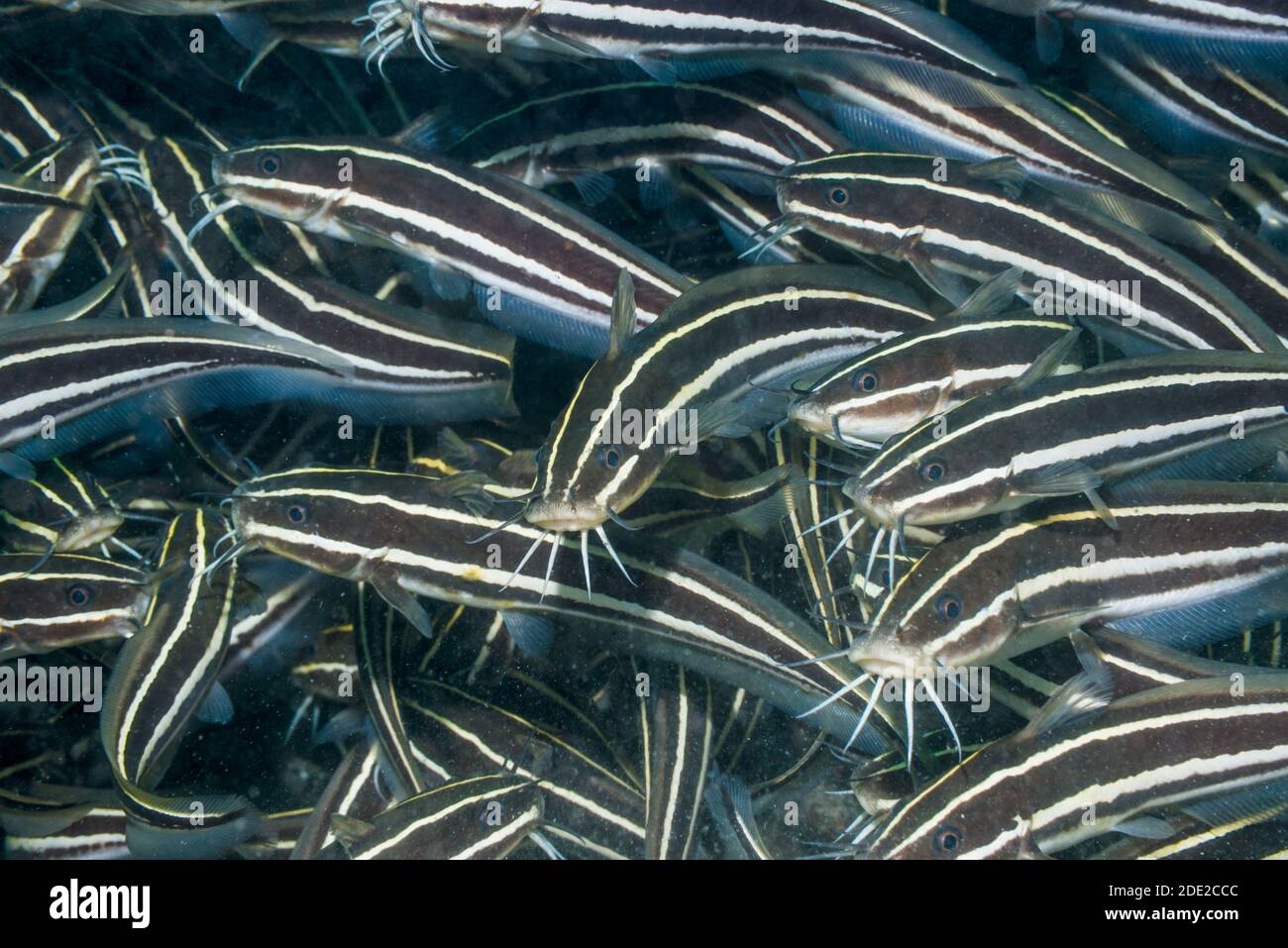 Gefütterter Wels [Plotosus lineatus]. Lembeh Strait, Nord-Sulawesi, Indonesien. Stockfoto