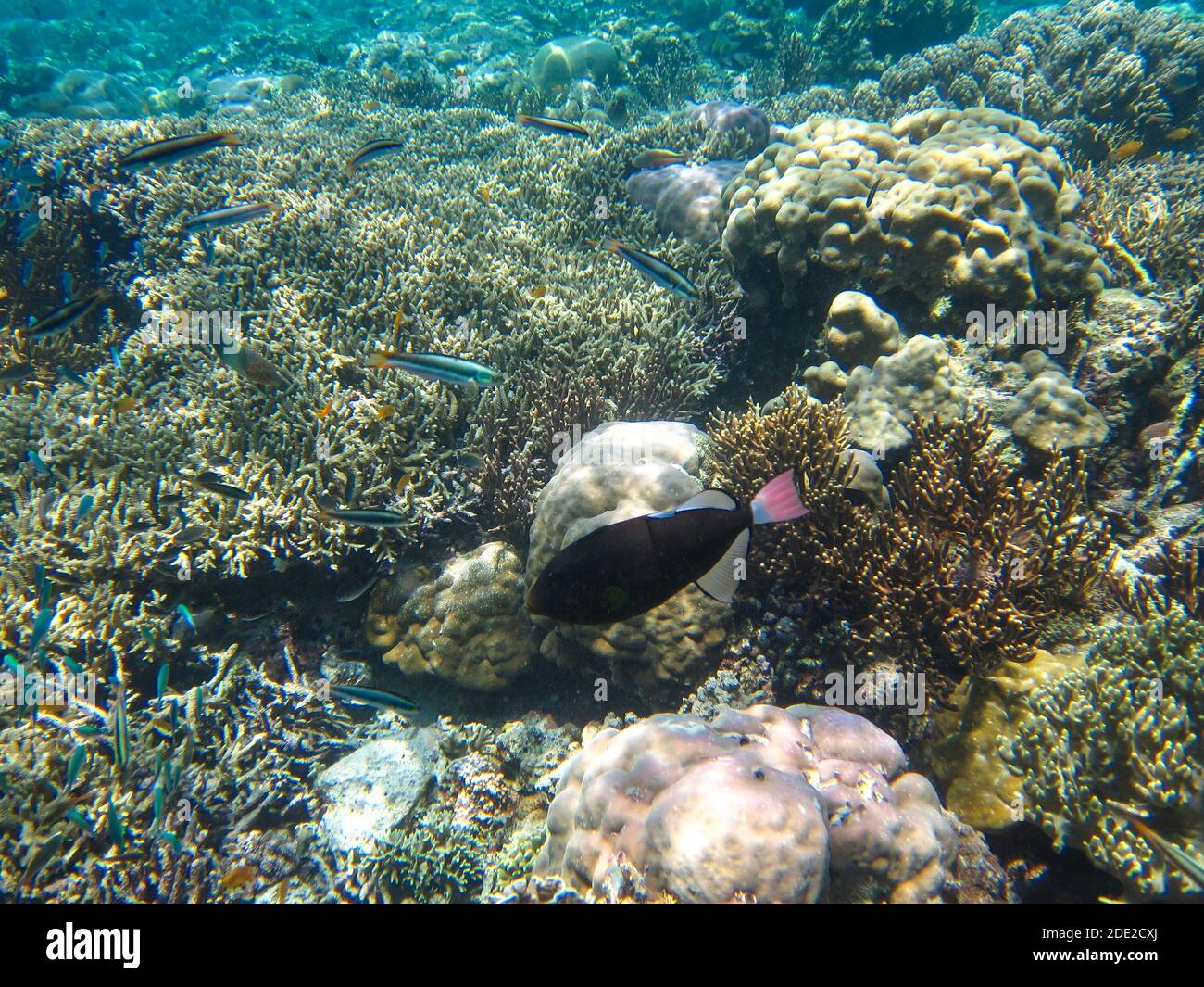 Die Unterwasserschönheit der Menjangan Insel, West Bali Nationalpark, Indonesien. Stockfoto