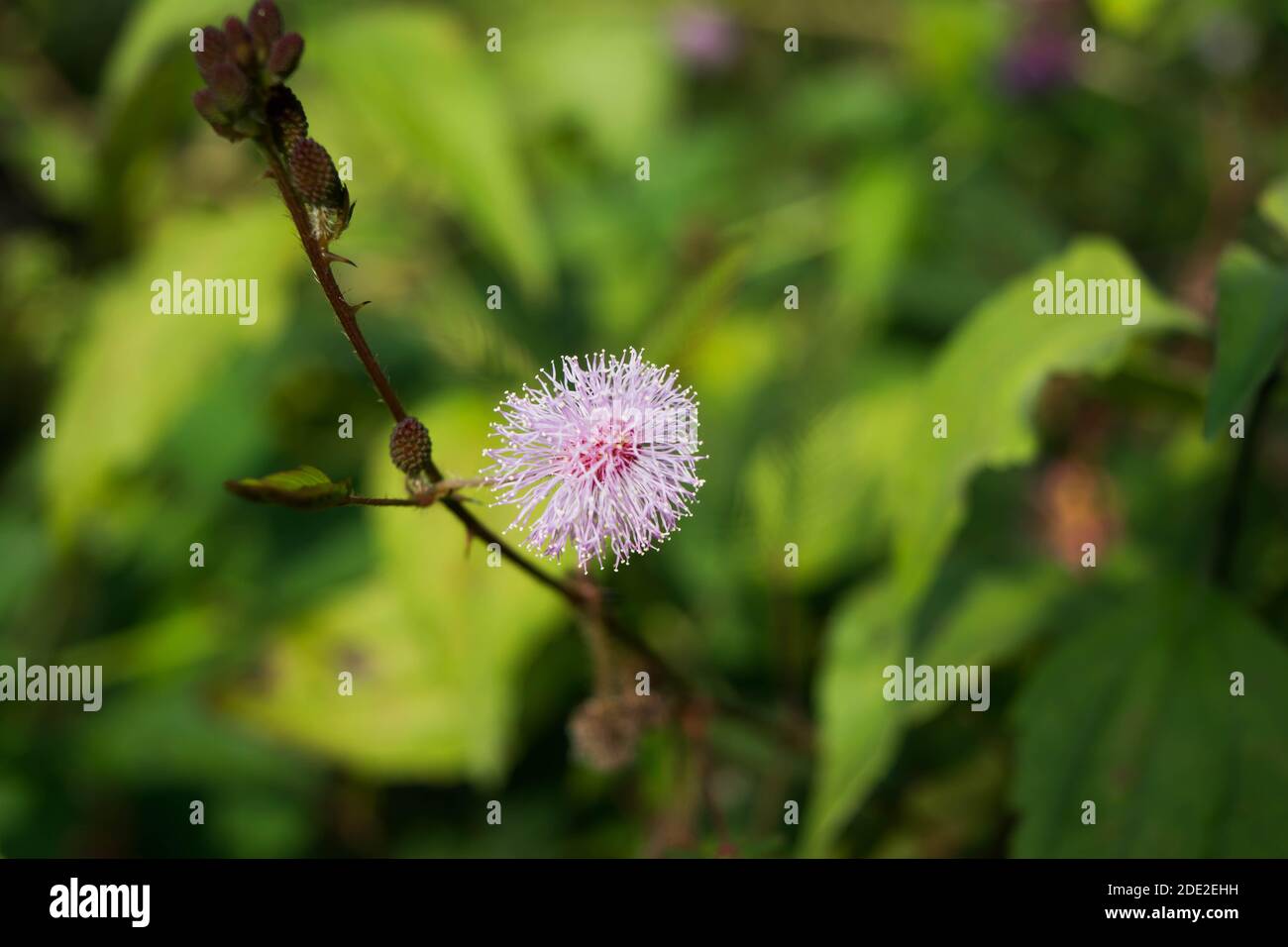 Nahaufnahme von Mimosa pudica auch bekannt als Scham Pflanze oder Schampflanze, empfindlich, schläfrig, Aktion, Touch-Me-Not, Zombie-Pflanze. Stockfoto