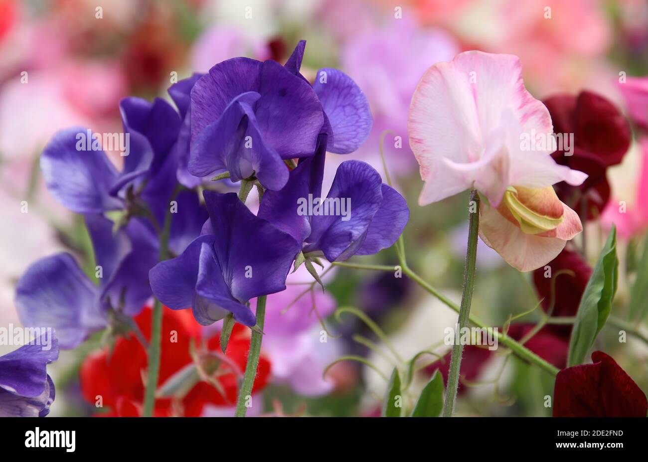 Nahaufnahme Detail der Blüte auf einer süßen Erbse, das ist eine violette Farbe Stockfoto