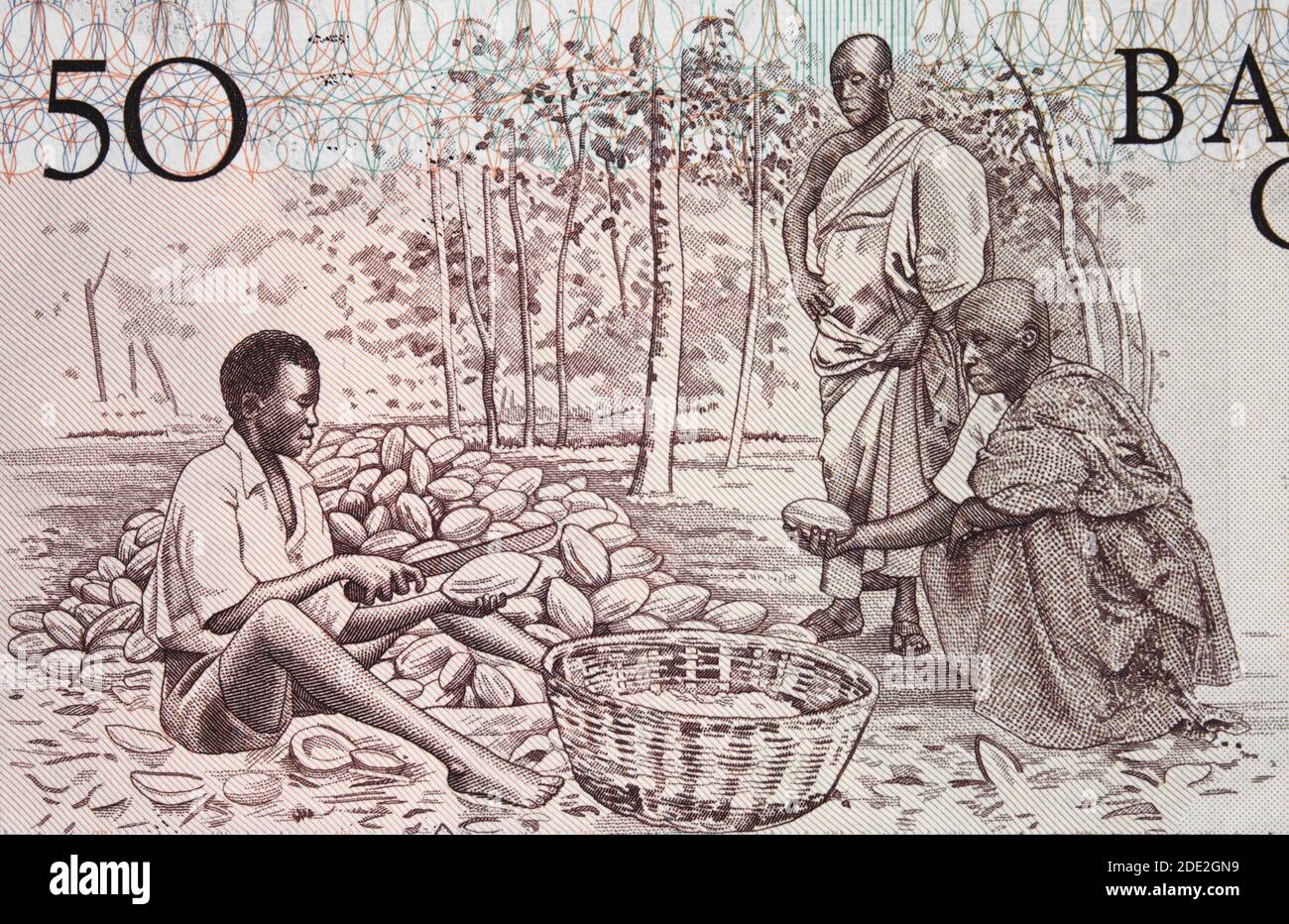Afrikanische Bauern Spalten Kakaoschoten auf Ghana 50 Cedi (1980) Banknote Nahaufnahme, Afrika ghanaisches Geld Nahaufnahme Stockfoto