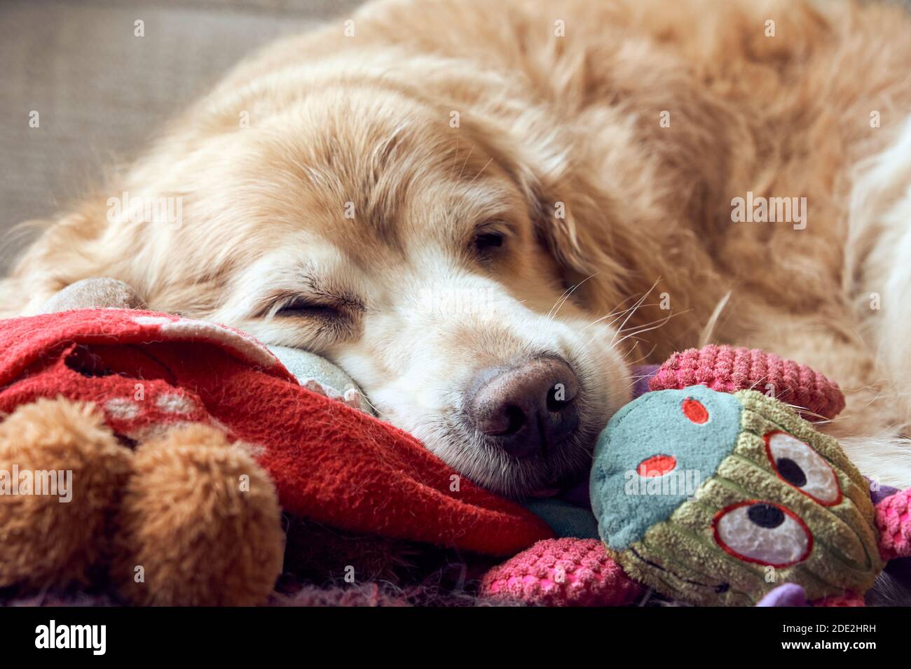 Eine ältere, abstammende goldene Retriever-Hündin, die zu Hause mit ihren Spielsachen schläft Stockfoto