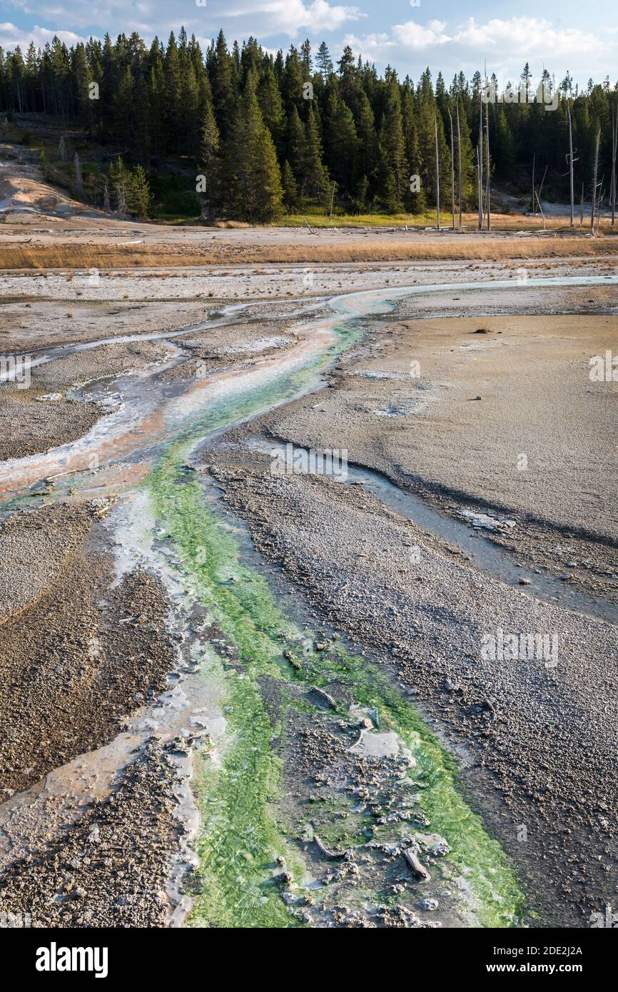 Thermophile Algen im Heißwasserstrom, Norris Geyser Basin, Yellowstone National Park, Wyoming, USA Stockfoto