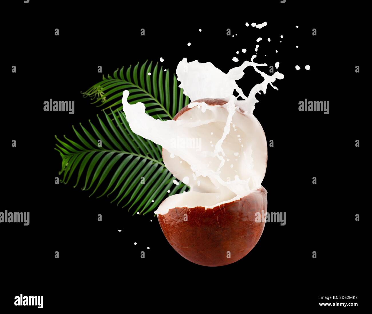 Kokosnüsse mit Milchspritzer und Palmblättern auf schwarzem Hintergrund. Stockfoto