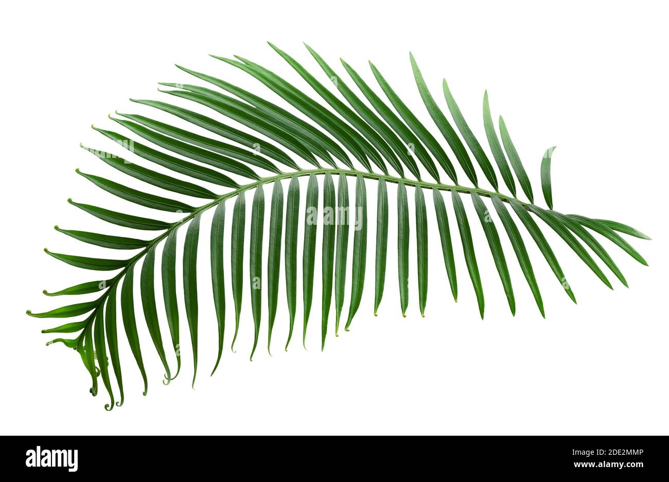 Palmenblatt isoliert auf weißem Hintergrund. Stockfoto