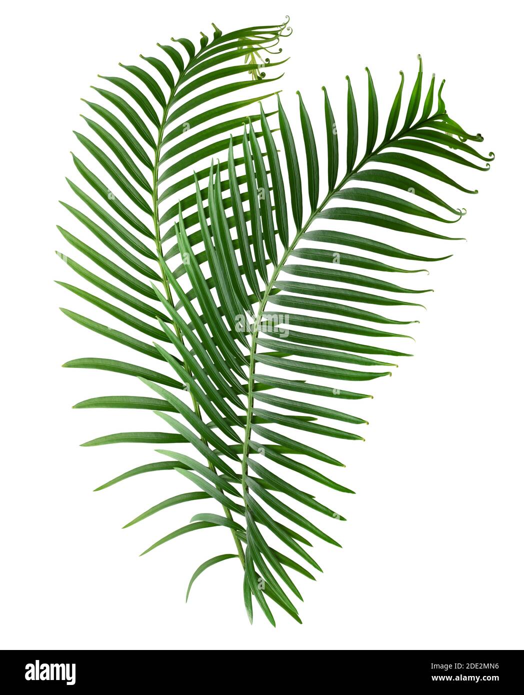 Palmenblätter isoliert auf weißem Hintergrund. Stockfoto