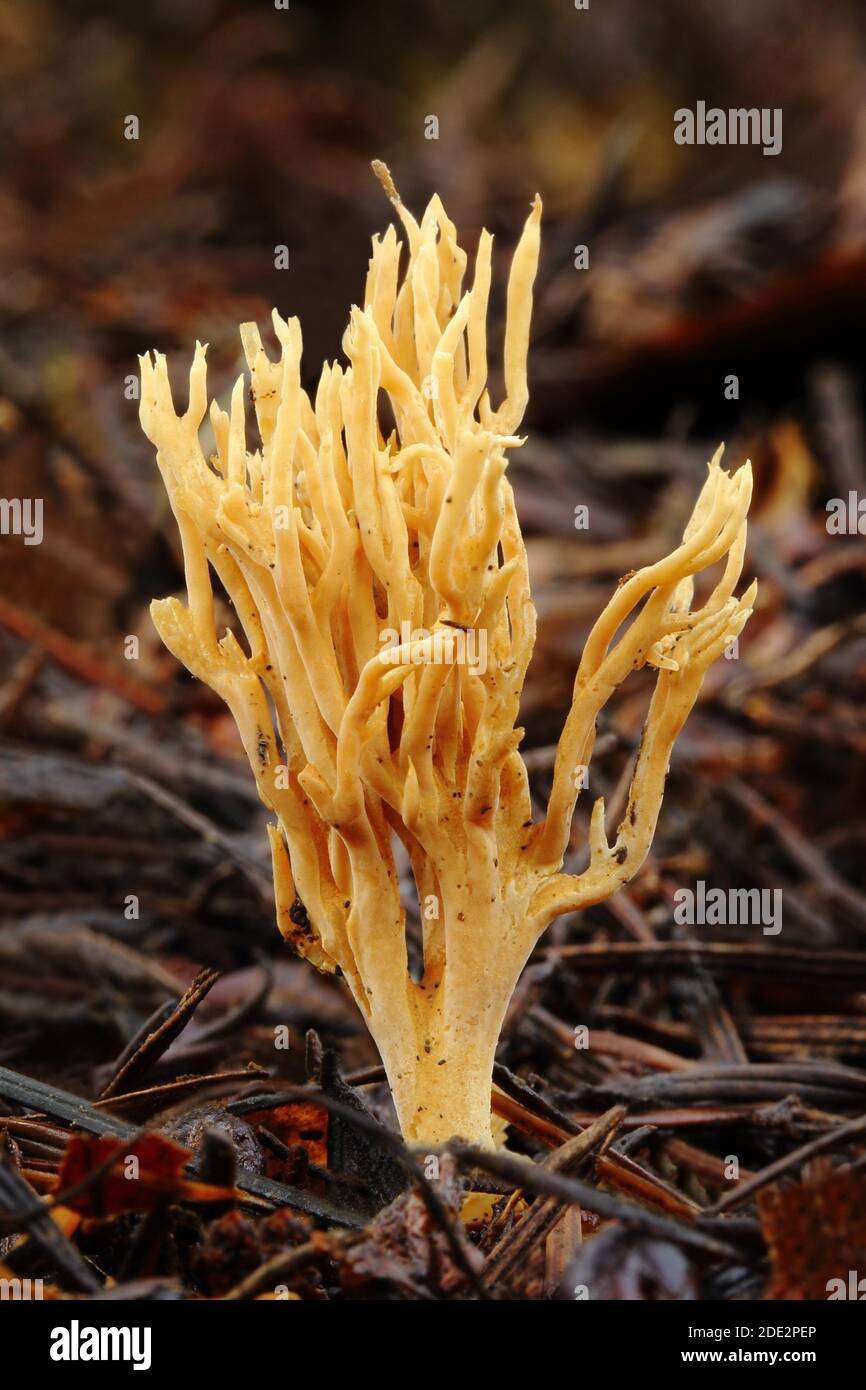 Meadow Coral Fungus (Clavulinopsis corniculata) in Siccaridge Wood Nature Reserve, Gloucestershire, England, UK Stockfoto
