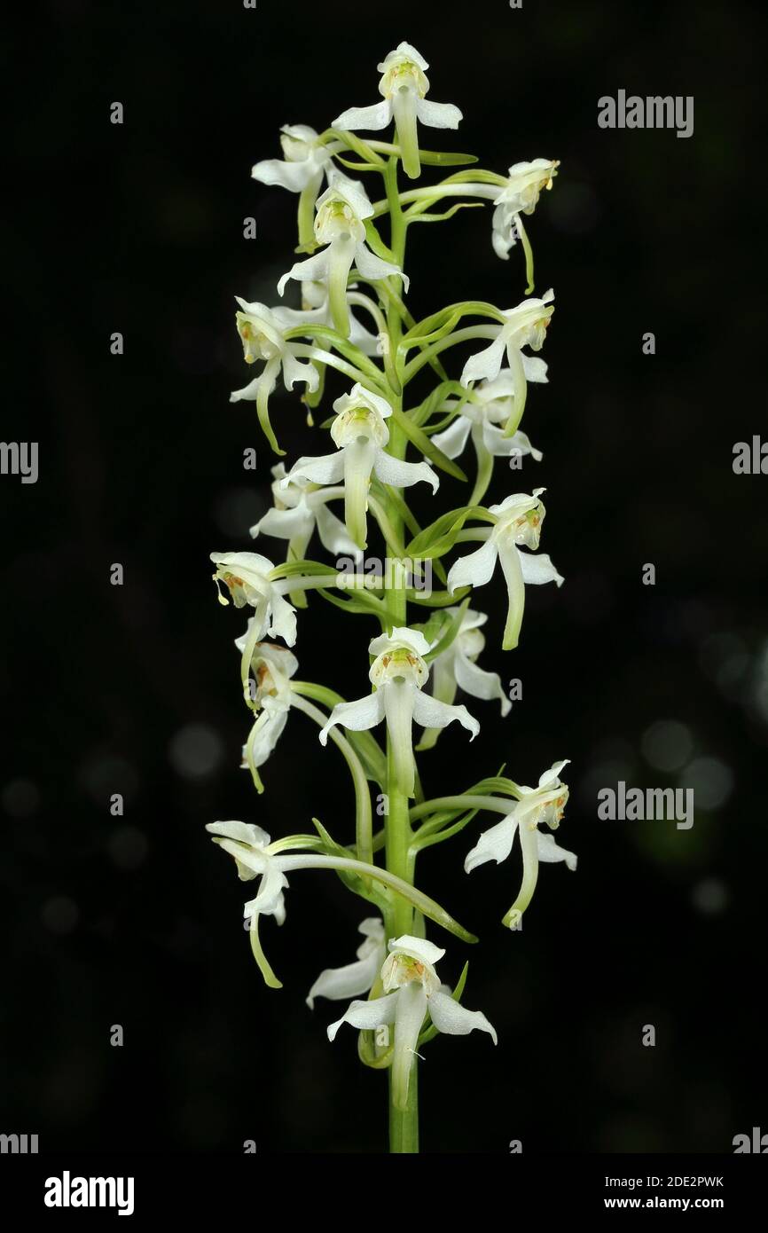Greater Butterfly Orchid (Platanthera chlorantha) in Siccaridge Wood Reserve des Gloucestershire Wildlife Trust, Sapperton, Gloucestershire Stockfoto