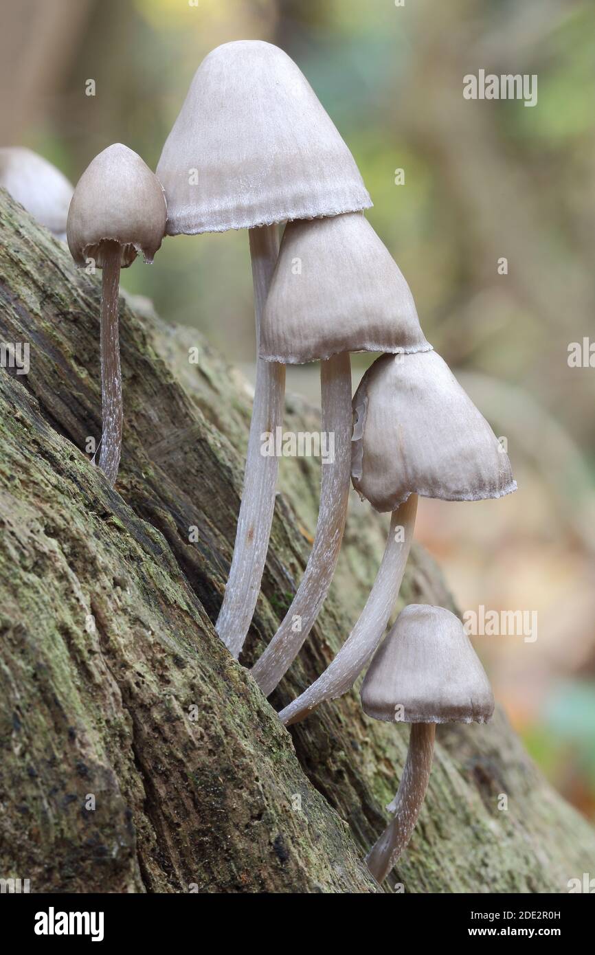 Clustered Bonnet Fungus (Mycena inclinata) in Woodchester Park SSSI (National Trust) in der Nähe von Nailsworth und Stroud, Gloucestershire, England, Großbritannien Stockfoto