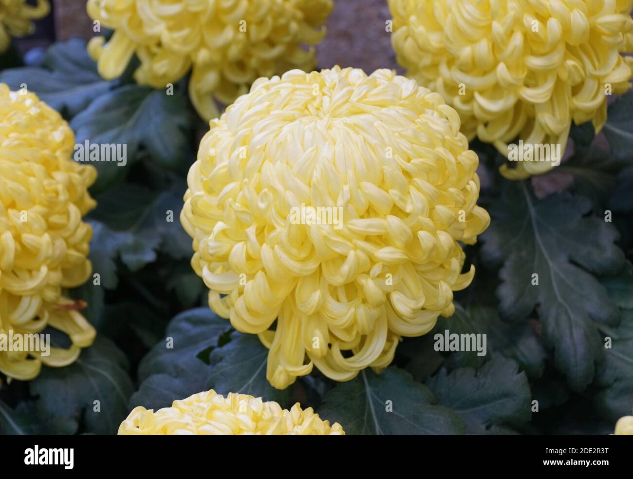 Die gelbe Farbe der unregelmäßigen incurve Mama 'King's Pleasure' Blume Bei voller Blüte Stockfoto