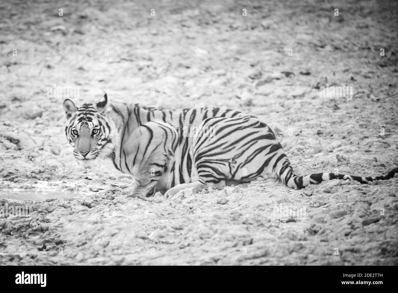 Der Bengaltiger (Panthera tigris tigris) stammt aus dem indischen Subkontinent. Stockfoto