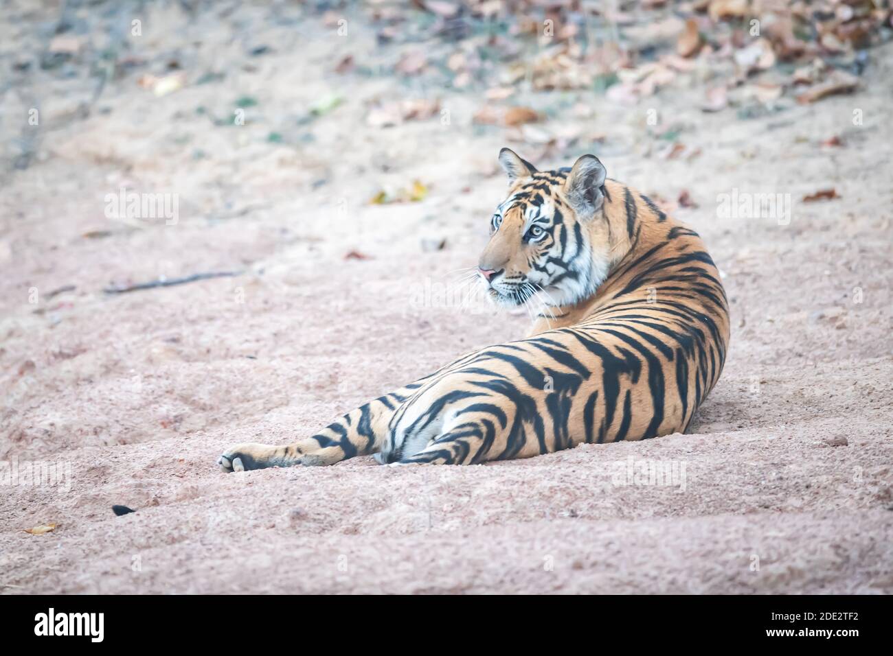 Der Bengaltiger (Panthera tigris tigris) stammt aus dem indischen Subkontinent. Stockfoto