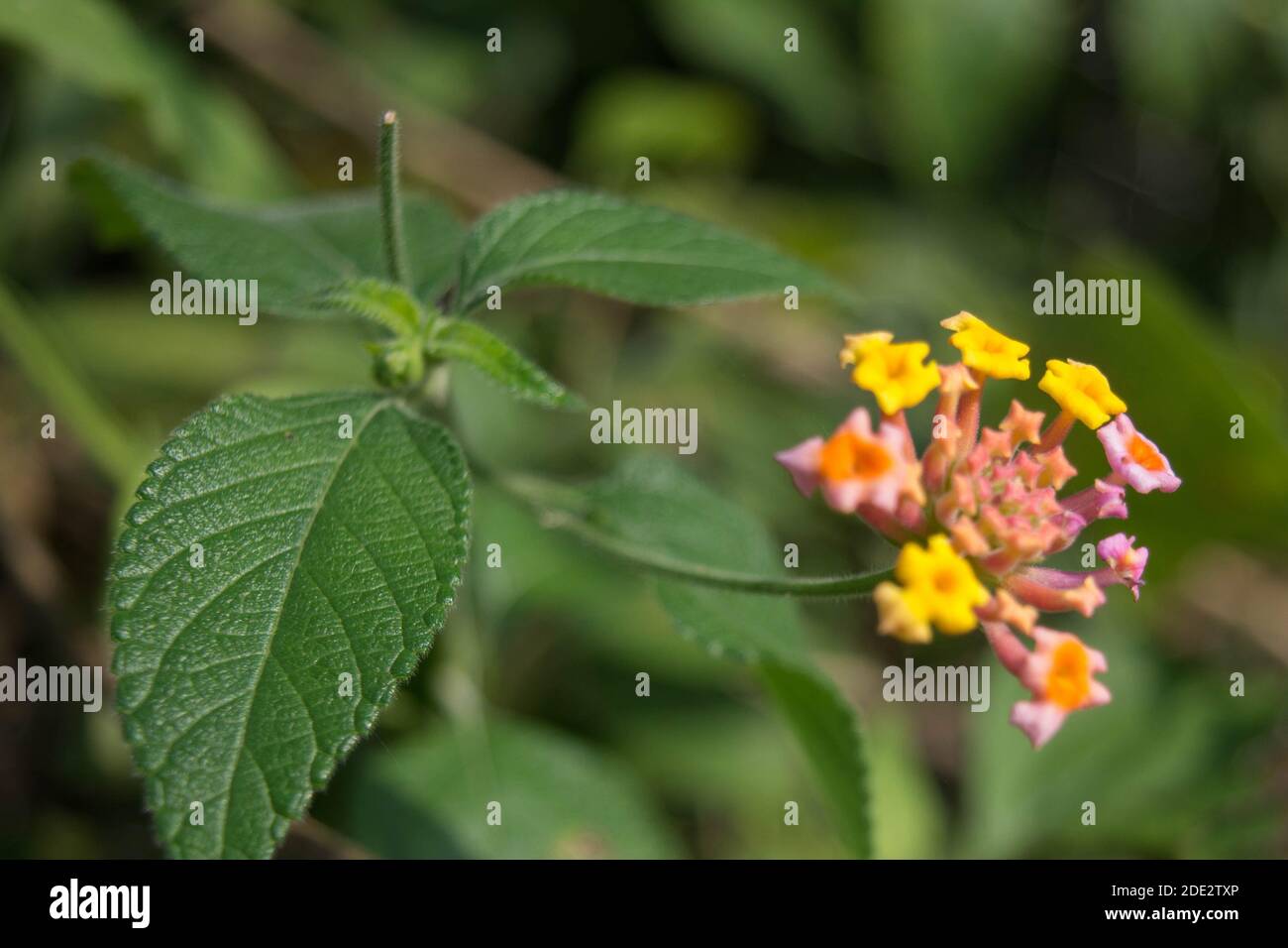 Lantana camara, Westindisch Lantana Blume blüht im Garten. Umbelanterna, wilder Salbei, roter Salbei, weißer Salbei, Zeckenbeere Stockfoto