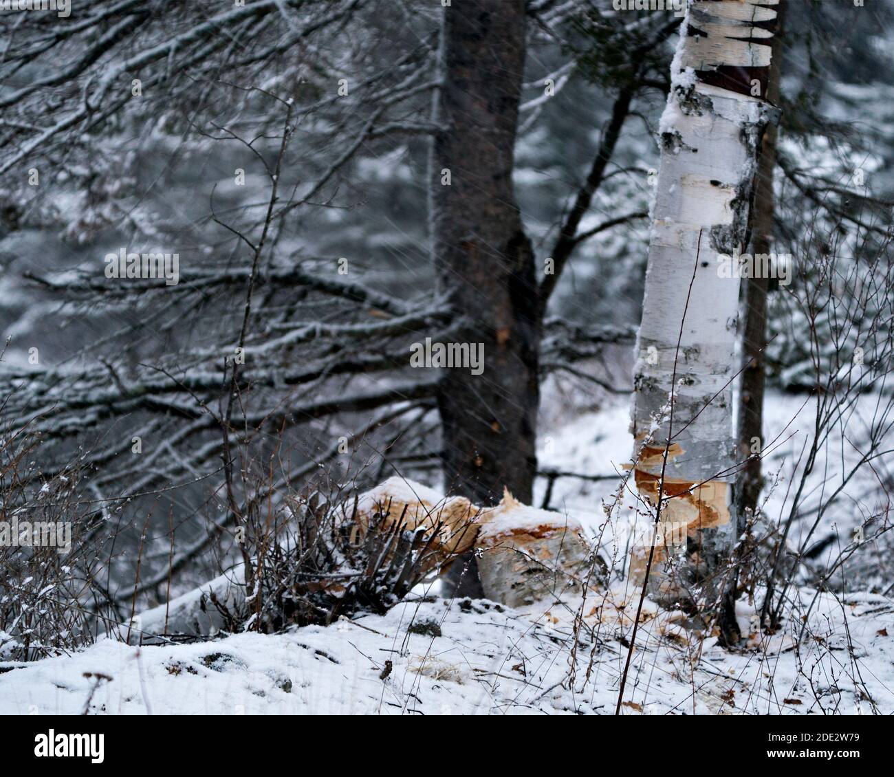 Biber Stock Foto. Wintersaison. Biber Schnitt Birke Stock Foto. Biberzähne Flecken. Biberarbeit. Biber Aktivität Stock Foto. Baum gefällt b Stockfoto