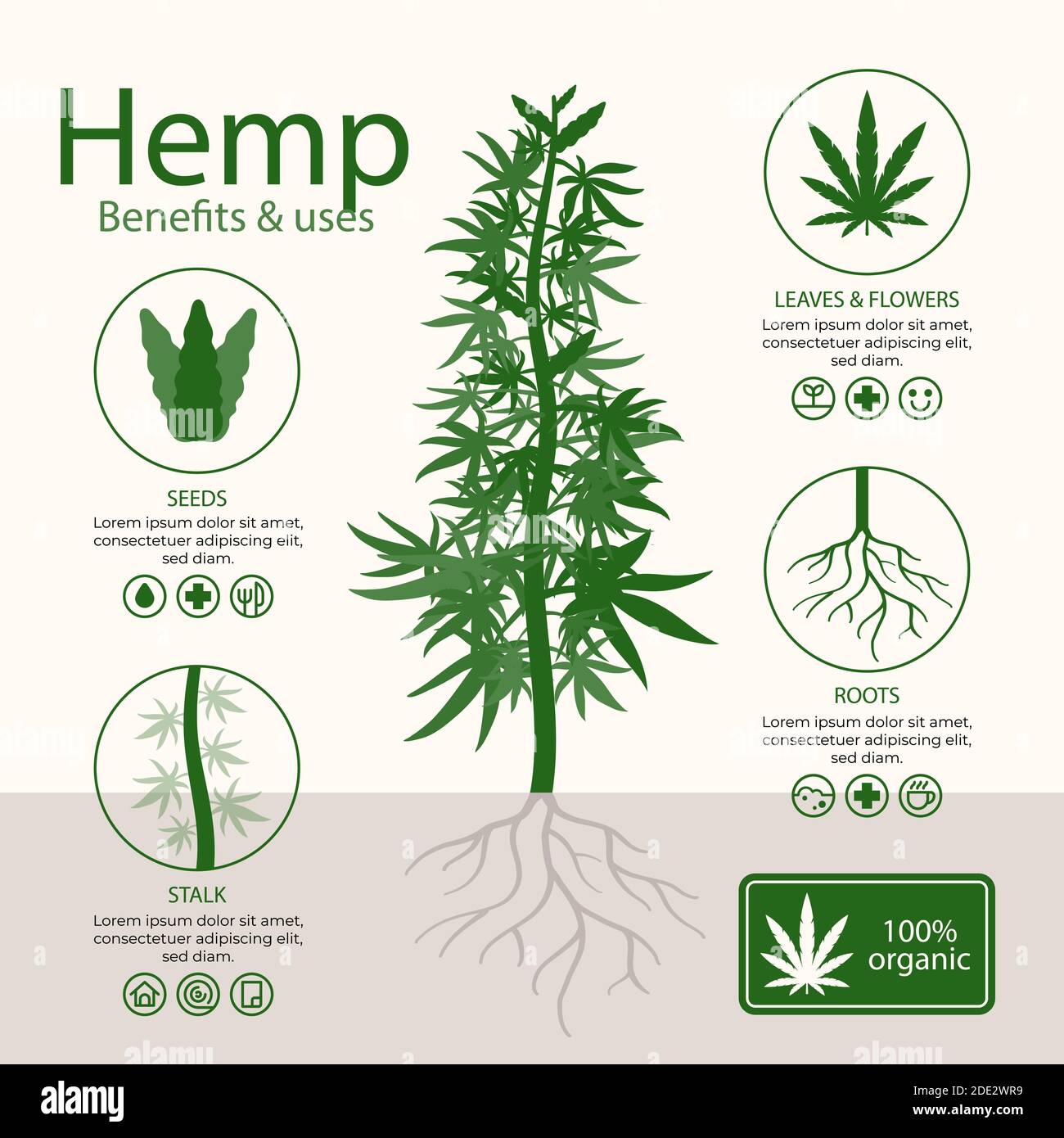 Vorteile von Cannabis Hanf Infografik Vektor Illustration Stock Vektor