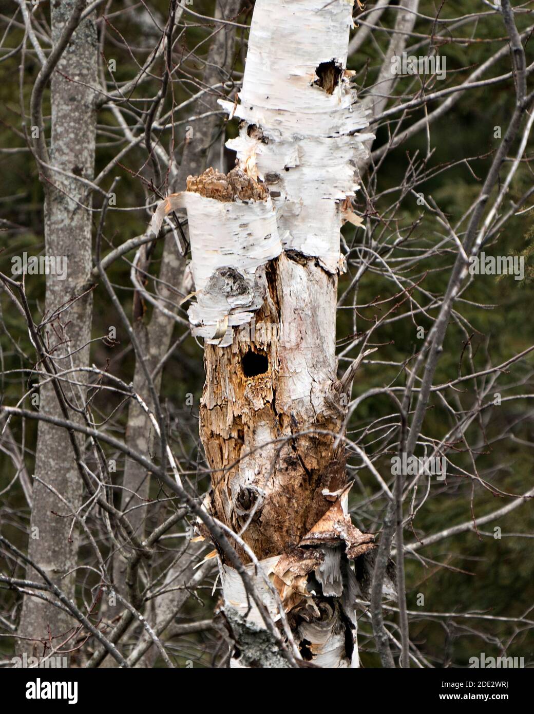 Birke Tree Stock Fotos. Birke mit Pileated Specht Hole Stock Fotos, Bilder, Bilder mit einem Wald Hintergrund. Löcher im Stamm der Birke Stockfoto