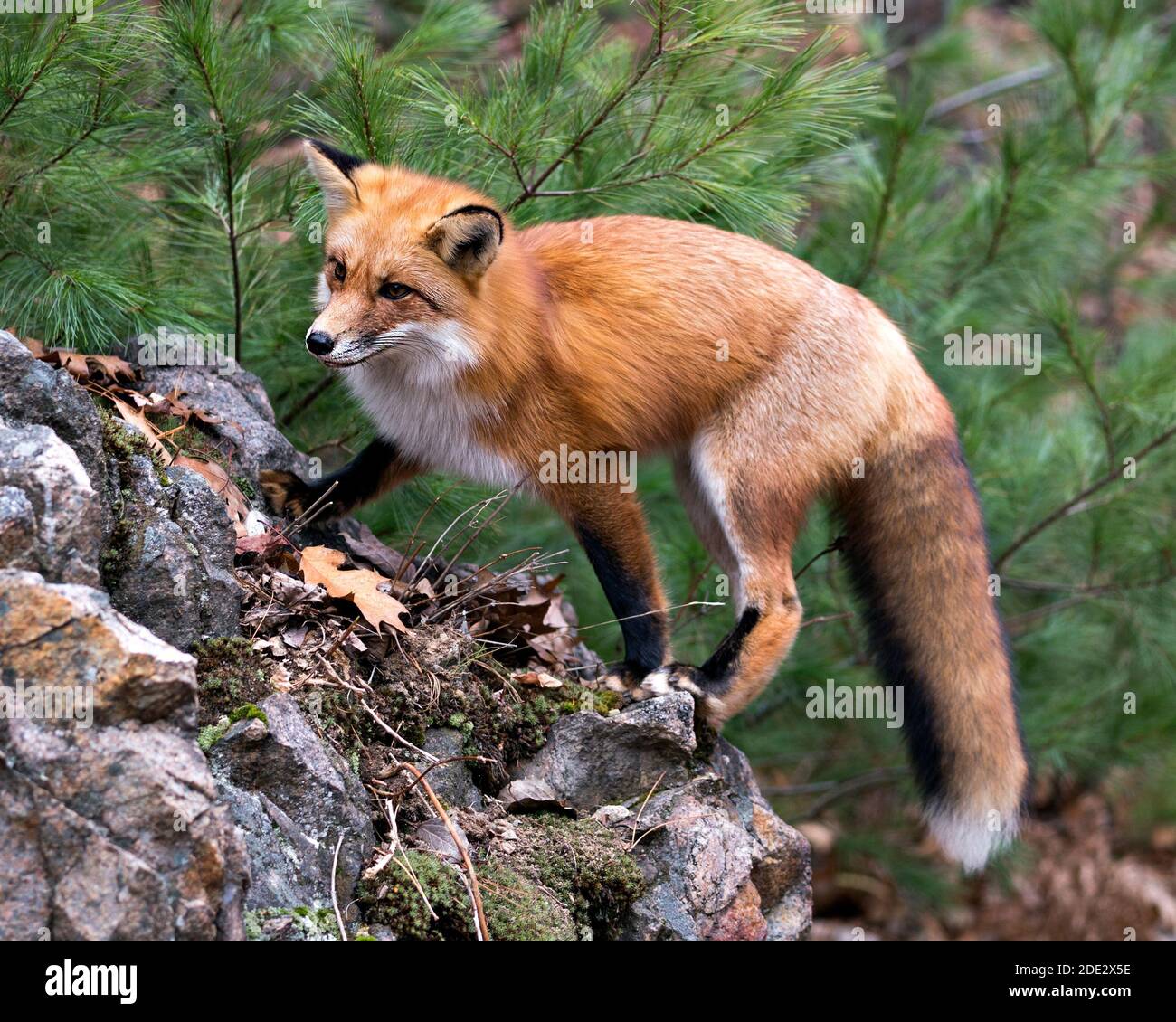Rotfuchs Nahaufnahme Profilansicht stehend auf einem großen Moosfelsen mit einem Kiefernhintergrund in seiner Umgebung und Lebensraum mit Fuchsschwanz, buschiger Schwanz, Stockfoto