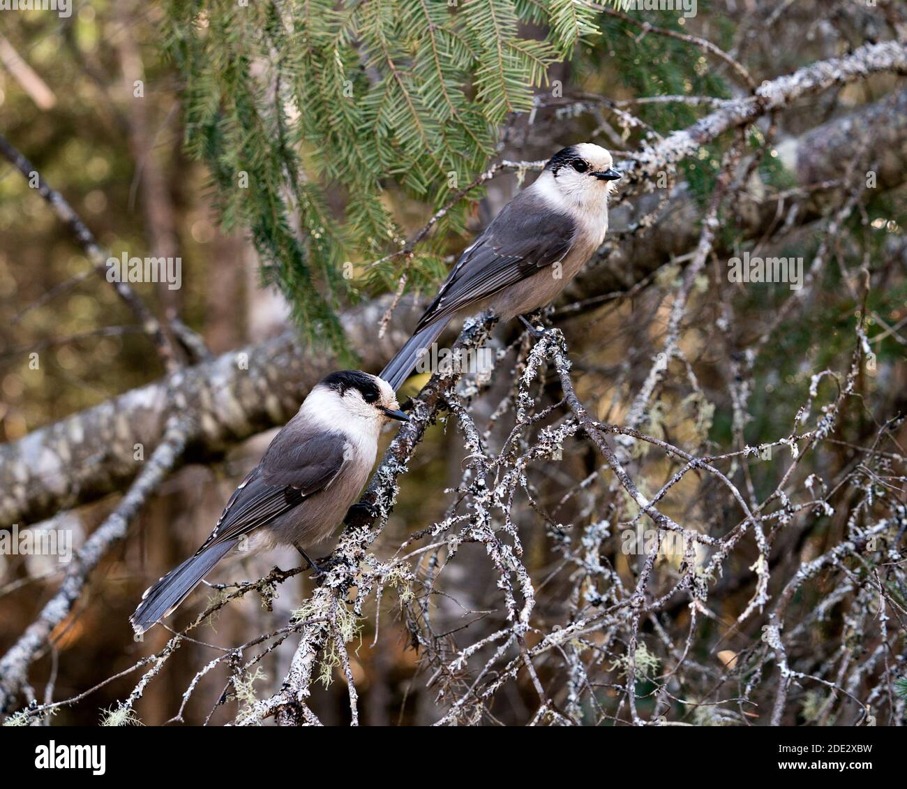 Grey Jay Paar Nahaufnahme Profil Ansicht auf einem Baum Zweig in ihrer Umgebung und Lebensraum thront, zeigt graue Feder Gefieder Flügel und Schwanz. Stockfoto