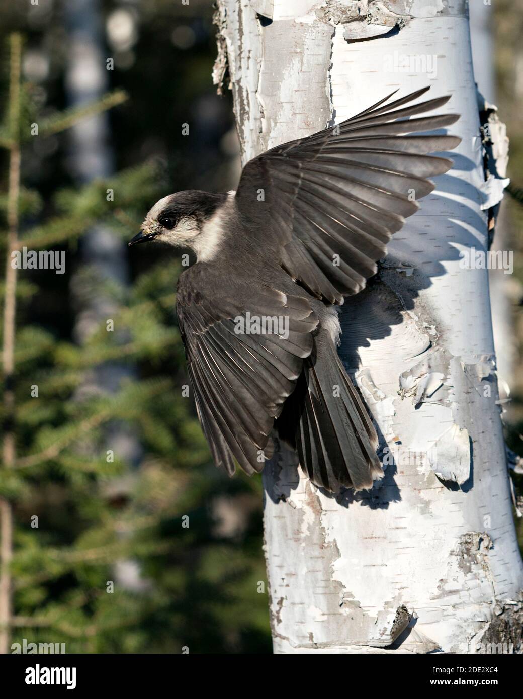 Grey Jay Nahaufnahme Profil Ansicht auf einem Birkenstamm mit ausgebreiteten Flügeln und Schwanz mit einem verschwommenen Hintergrund in seiner Umgebung und Lebensraum, Anzeige grau Stockfoto