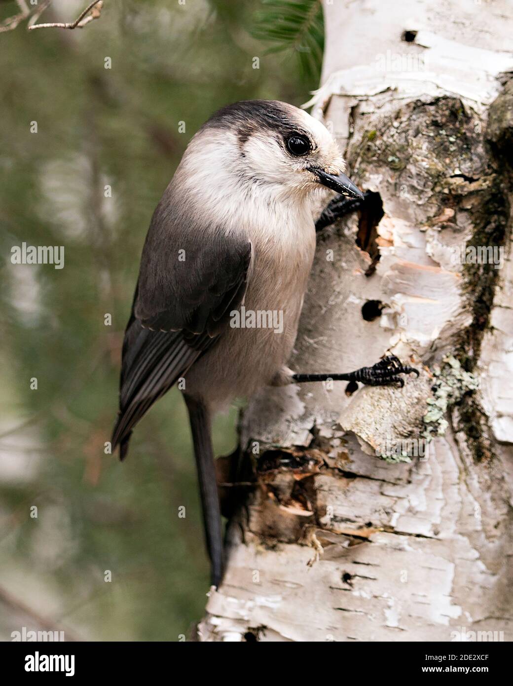 Grey Jay Nahaufnahme Profil Ansicht auf einem Birkenstamm mit einem unscharfen Hintergrund in seiner Umgebung und Lebensraum, zeigt graue Feder Gefieder Flügel und Stockfoto