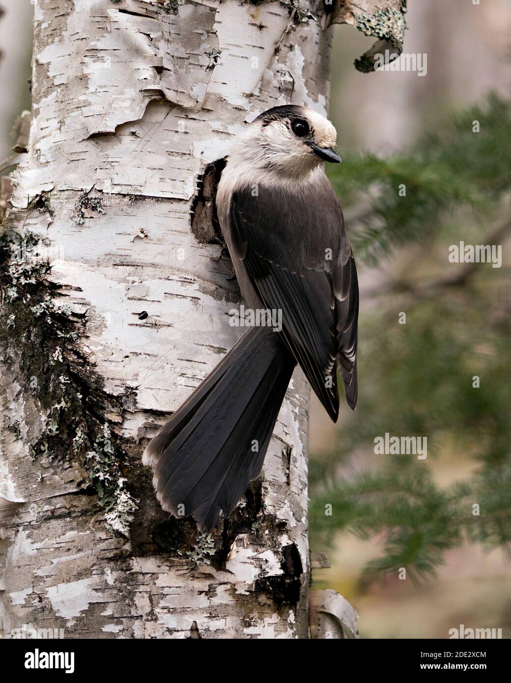 Grey Jay Nahaufnahme Profil Ansicht auf einem Birkenstamm mit einem unscharfen Hintergrund in seiner Umgebung und Lebensraum, zeigt graue Feder Gefieder Flügel und Stockfoto