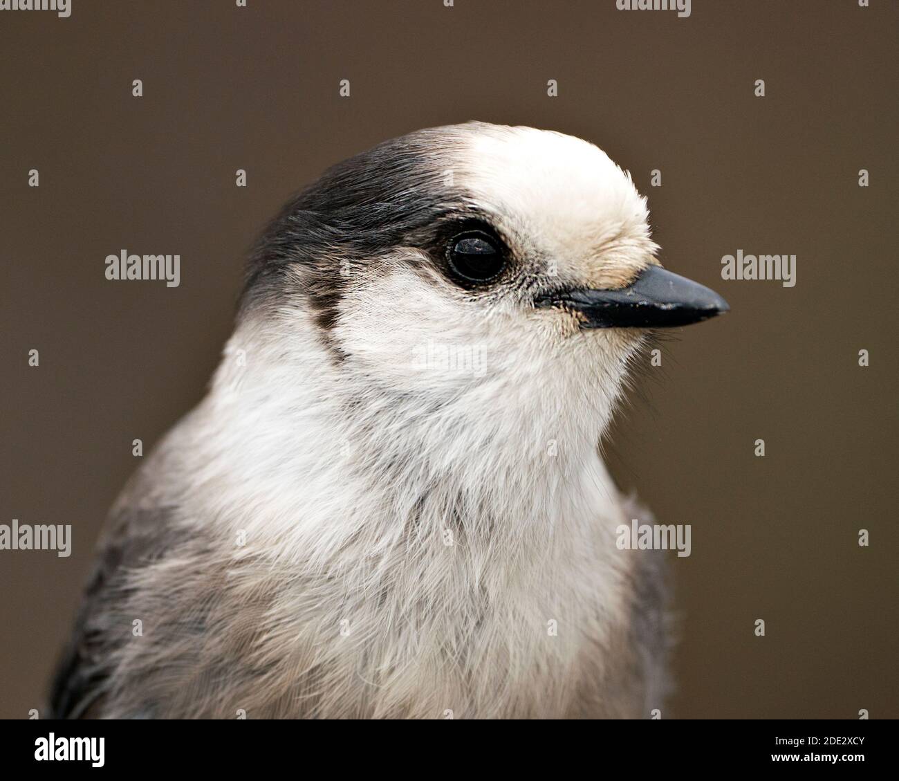 Grey Jay Head Shot Nahaufnahme Profil Ansicht mit einem unscharfen Hintergrund in seiner Umgebung und Lebensraum, zeigt graue Feder Gefieder. Bild. Bild. Stockfoto