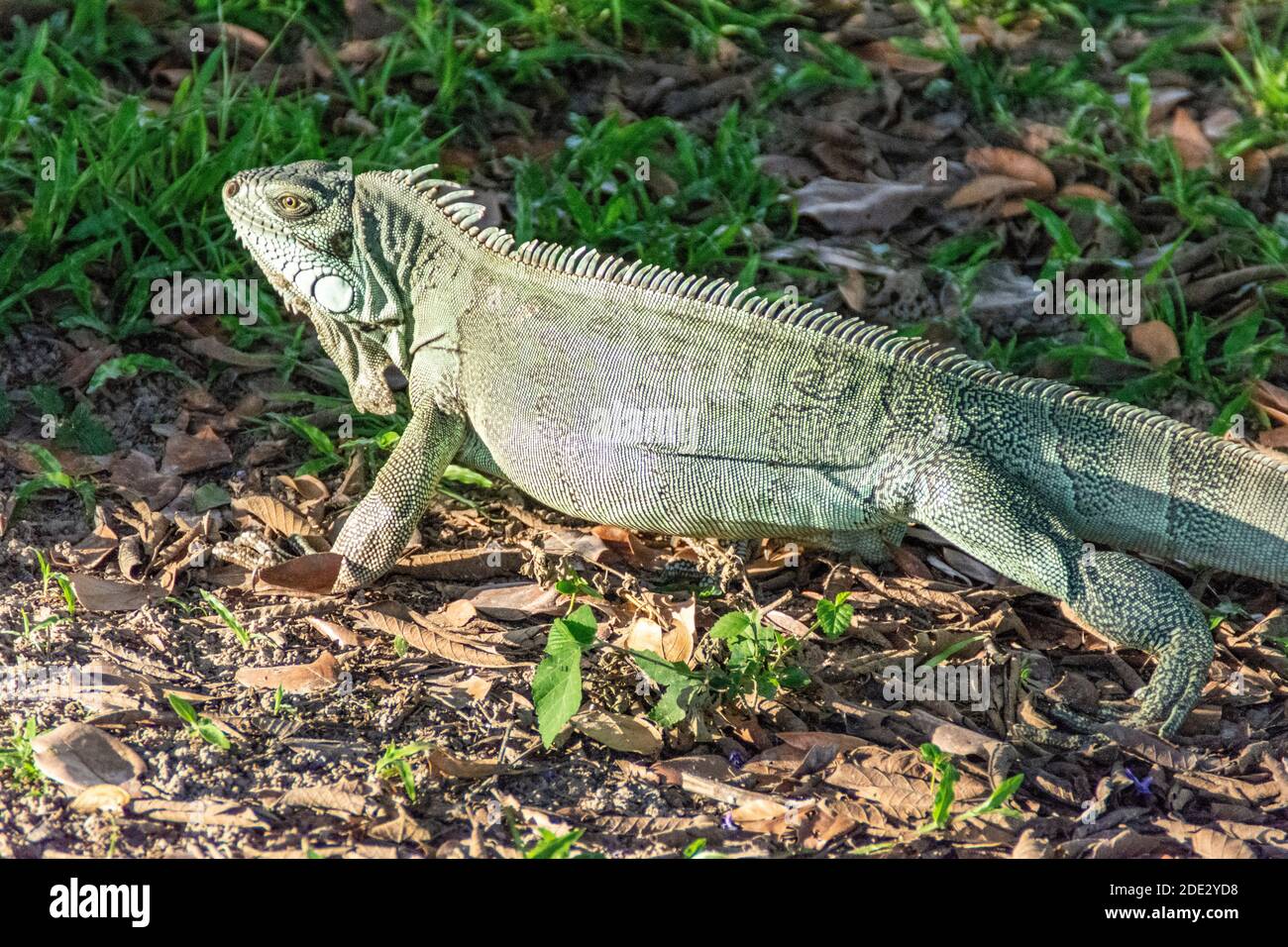 Ein grüner Iguana, ein gebürtiger Mittelsüdamerikaner, fand in der Pantanal-Region im Pantanal, dem weltweit größten in Brasilien. Das Pantanal ist das Stockfoto