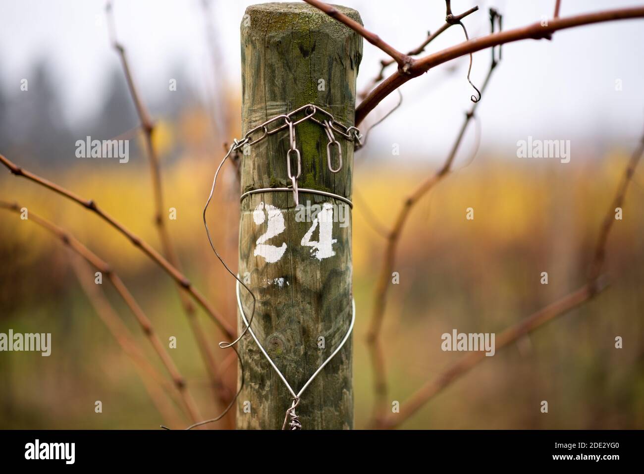 Stock im Weinberg mit der gedruckten Nummer 24 Stockfoto