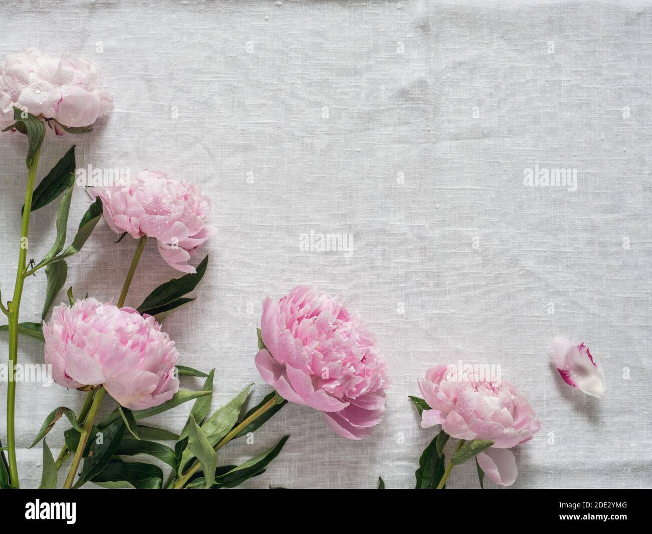 Schöne rosa Pfingstrose. Blick von oben auf die rosa Piones auf weißem Leinen Tischdecke Hintergrund. Kopieren Sie Platz für Text. Flach. Horizontale Stockfoto