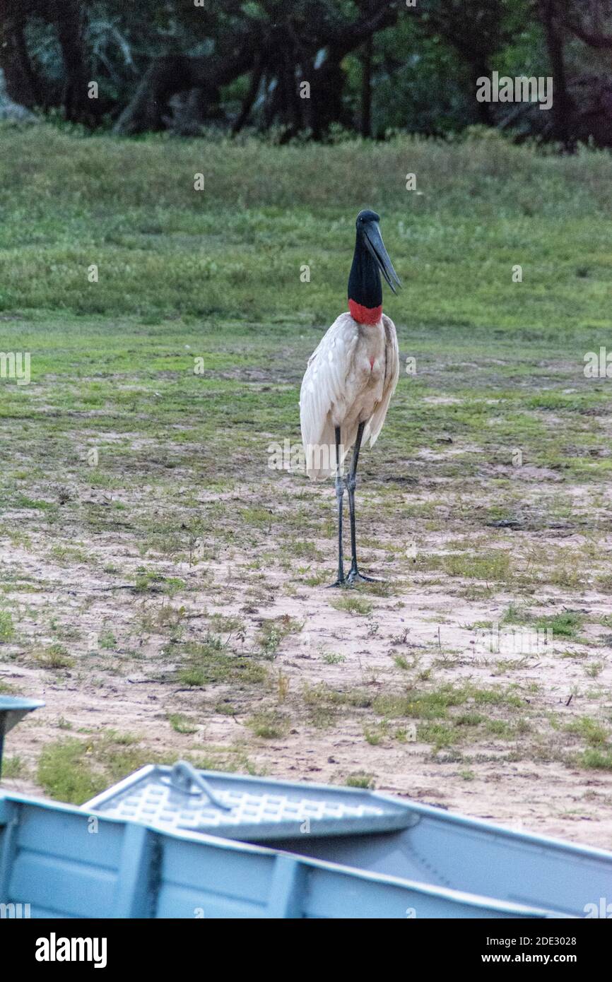 Ein Jabiru Storch ist das Symbol der Pantanal-Region, am Ufer des Flusses Mutum ( Rio Mutum) im Pantanal, dem weltweit größten in Brasilien. Der Stockfoto