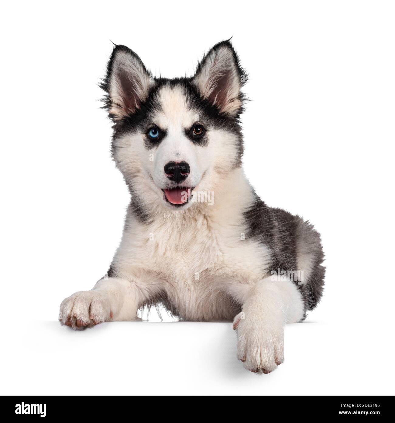 Liebenswert Yakutian Laika Hund Welpen, ungerade Augen und niedlich schwarz maskiert. Nach vorne auf Kante legen. Blick auf die Kamera. Isoliert auf weißem Hintergrund Stockfoto