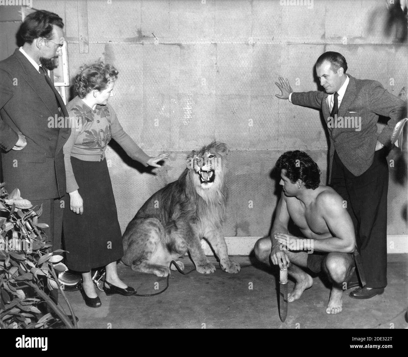 GORDON SCOTT mit Lion und Film Crew Mitgliedern während der Pressekonferenz in den verbundenen britischen MGM Studios Borehamwood zu Beginn der Dreharbeiten von TARZAN UND DEM VERLORENEN SAFARI 1957 Regisseur H. BRUCE HUMBERSTONE basierend auf Charakteren von Edgar Rice Burroughs Solar Film Productions - Metro Goldwyn Mayer Stockfoto