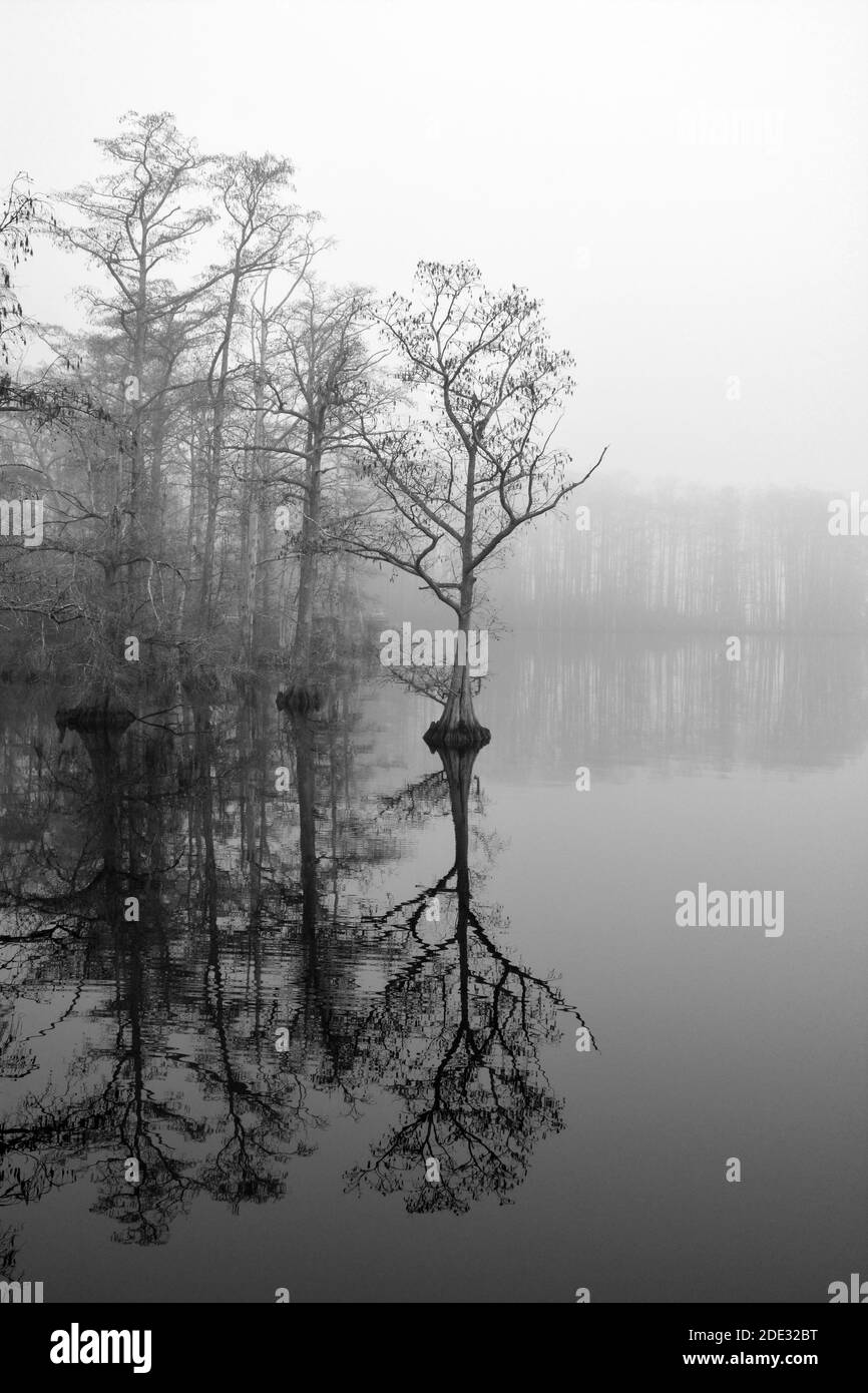 Zypressenbäume spiegeln sich in einem ruhigen Perquimans River und werden in Hertford, North Carolina, vor einem Morgennebel geschildet Stockfoto