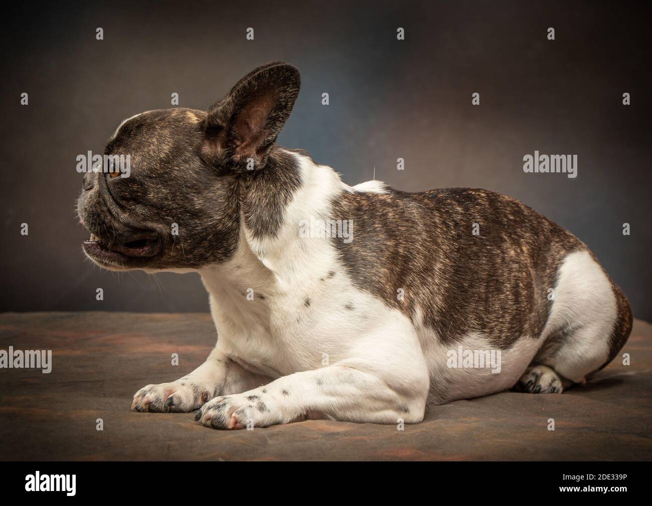 Studio-Porträts einer jungen französischen Bulldogge Stockfoto