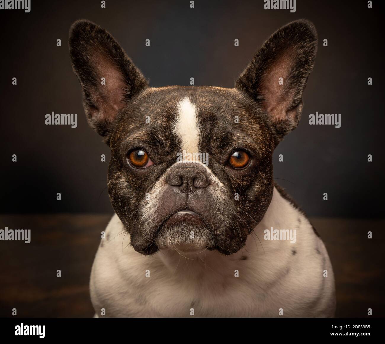 Studio-Porträts einer jungen französischen Bulldogge Stockfoto