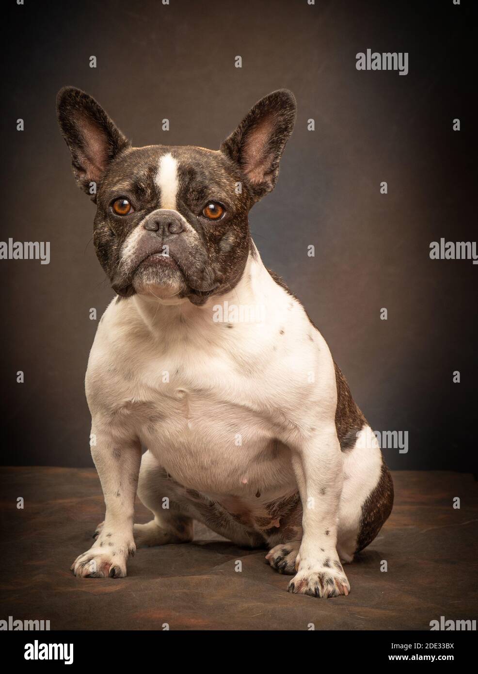 Studio-Porträts einer jungen französischen Bulldogge Stockfoto