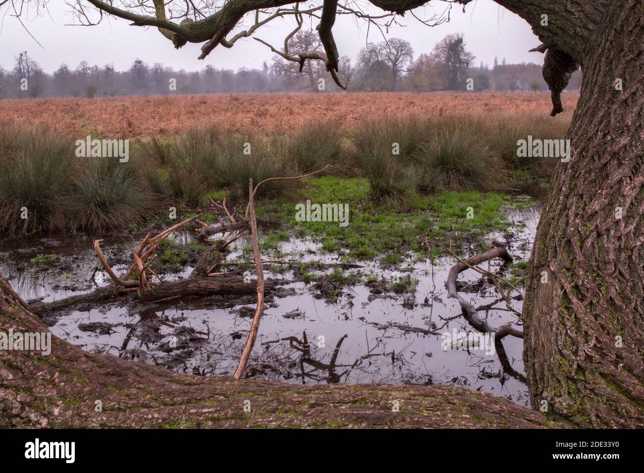 Die globale Erwärmung verursacht häufige Überschwemmungen auf Feldern Stockfoto
