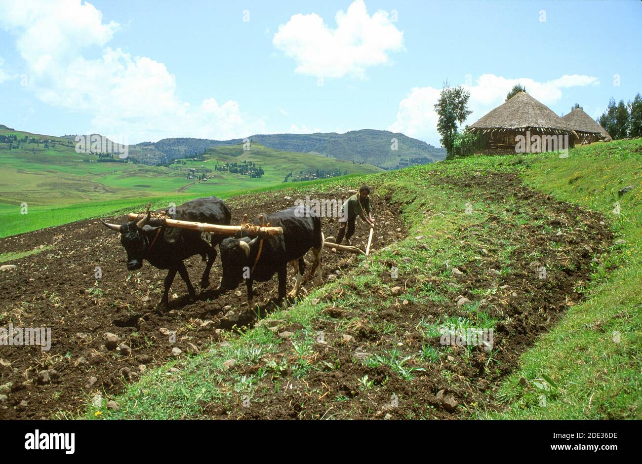 Bauer Pflügen Land auf seinem Kleinbetrieb mit Ochsen gezeichneten traditionellen Marasha ard Pflug. Wollo Provinz, Äthiopien, Afrika Stockfoto