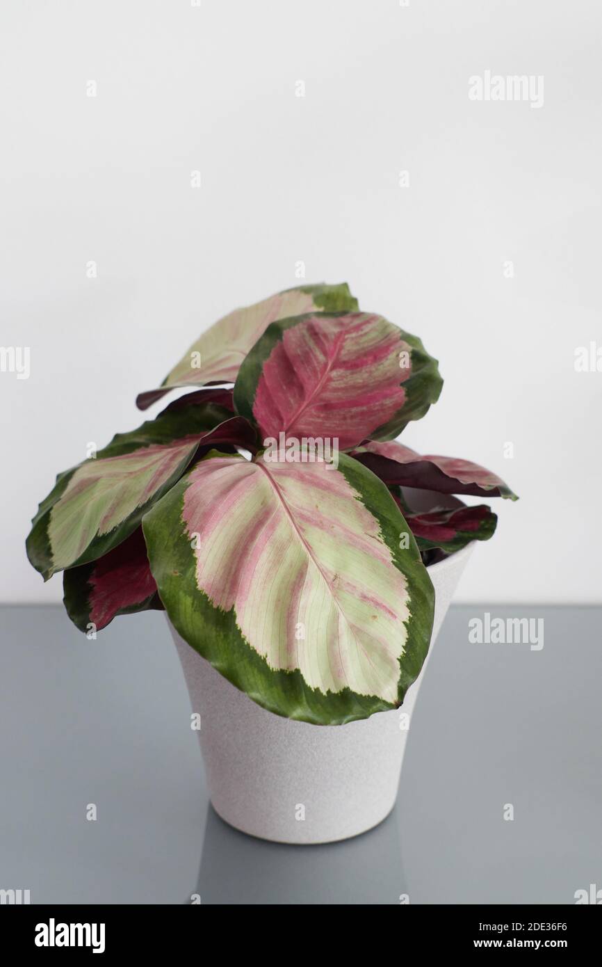 Nahaufnahme eines Calathea Rosy mit rosa und grün gefiederten Blättern. Der Hintergrund ist weiß und die Pflanze sitzt in einem grauen Topf. Stockfoto