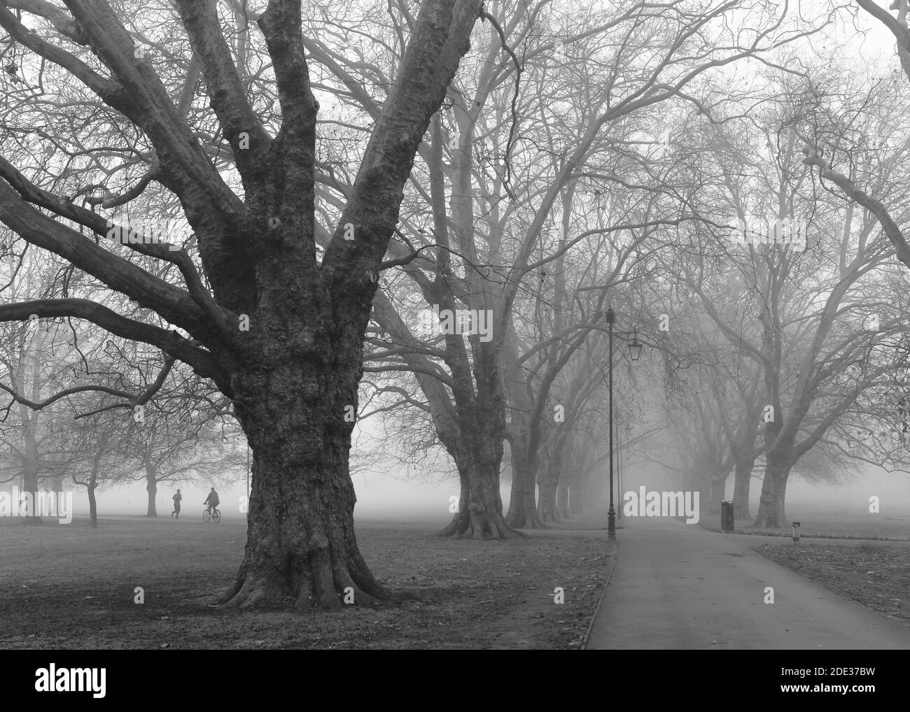 Nebliger Wintermorgen auf baumgesäumten Park Spaziergang Stockfoto