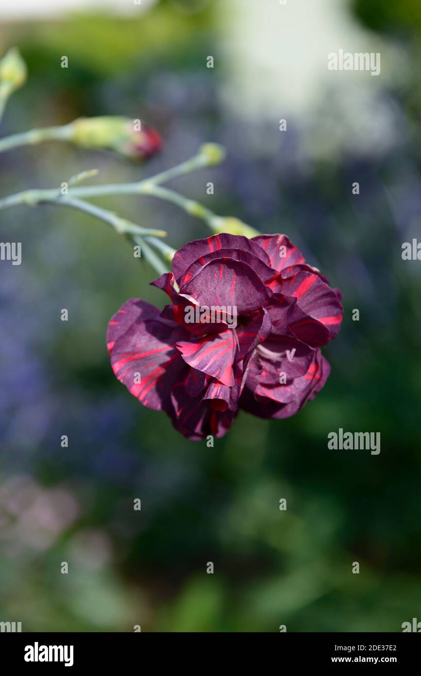 Dianthus caryophyllus Chomley Farran, Chomley Ferran Nelke, Bizarres, Pinks, rosa bizarres, lila Rose bi-color Nelken, lila roten Blumen, Blume, Stockfoto