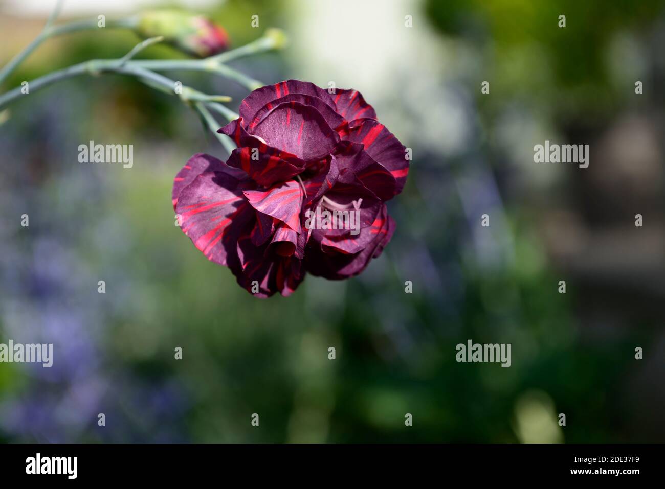 Dianthus caryophyllus Chomley Farran, Chomley Ferran Nelke, Bizarres, Pinks, rosa bizarres, lila Rose bi-color Nelken, lila roten Blumen, Blume, Stockfoto
