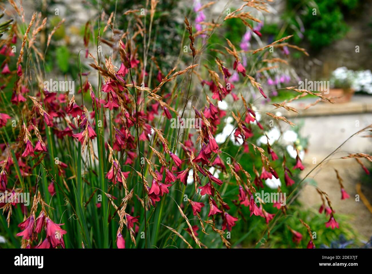 Dierama igneum, pink Coral Blumen, Stauden, Bogenschiessen, Dangling, hängend, glockenförmigen Blüten, Engel Angelruten, Stauden, Stauden, RM Floral Stockfoto