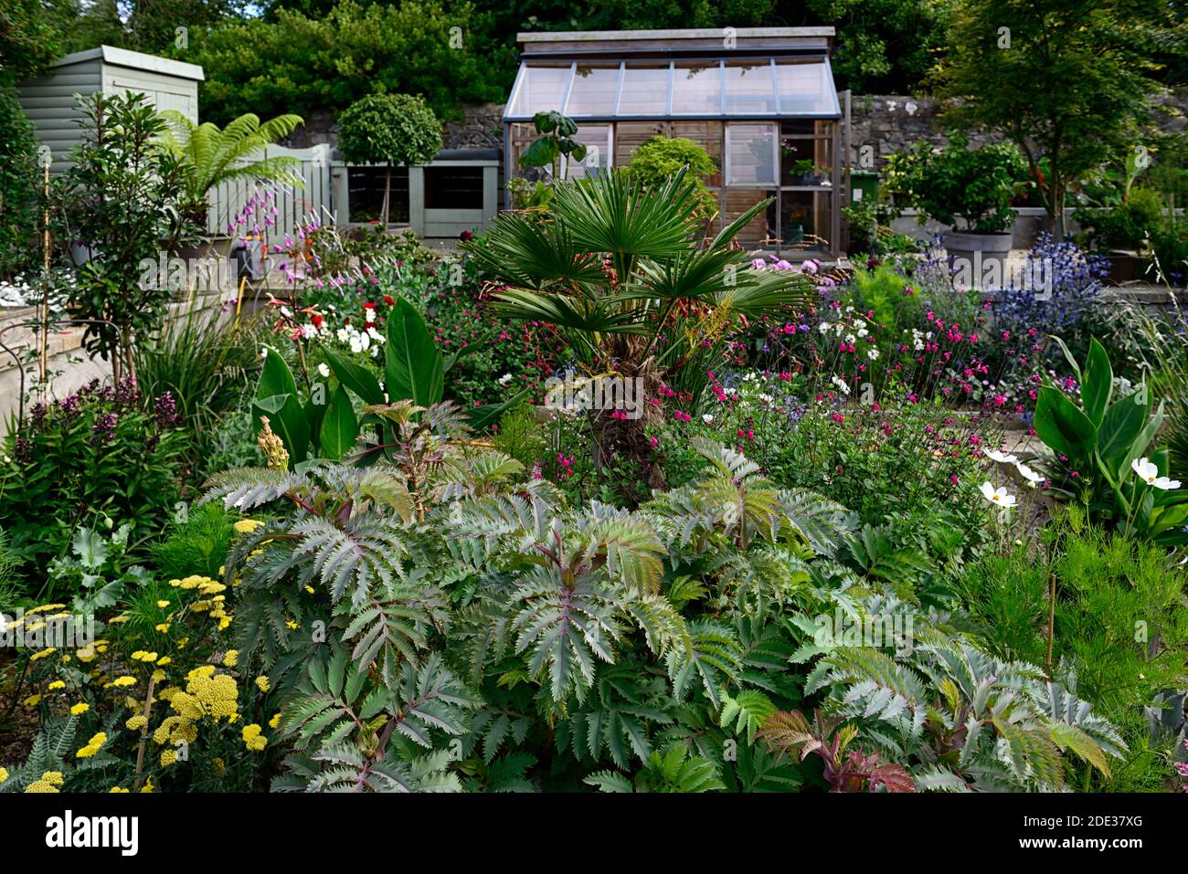 melianthus große lila Dunst, Honig Busch, blaues Laub, Blätter, Garten, Gärten, zarte mehrjährige, die Dillon Garten, Helen Dillon, Plantswoman, Dun Mhuir Stockfoto