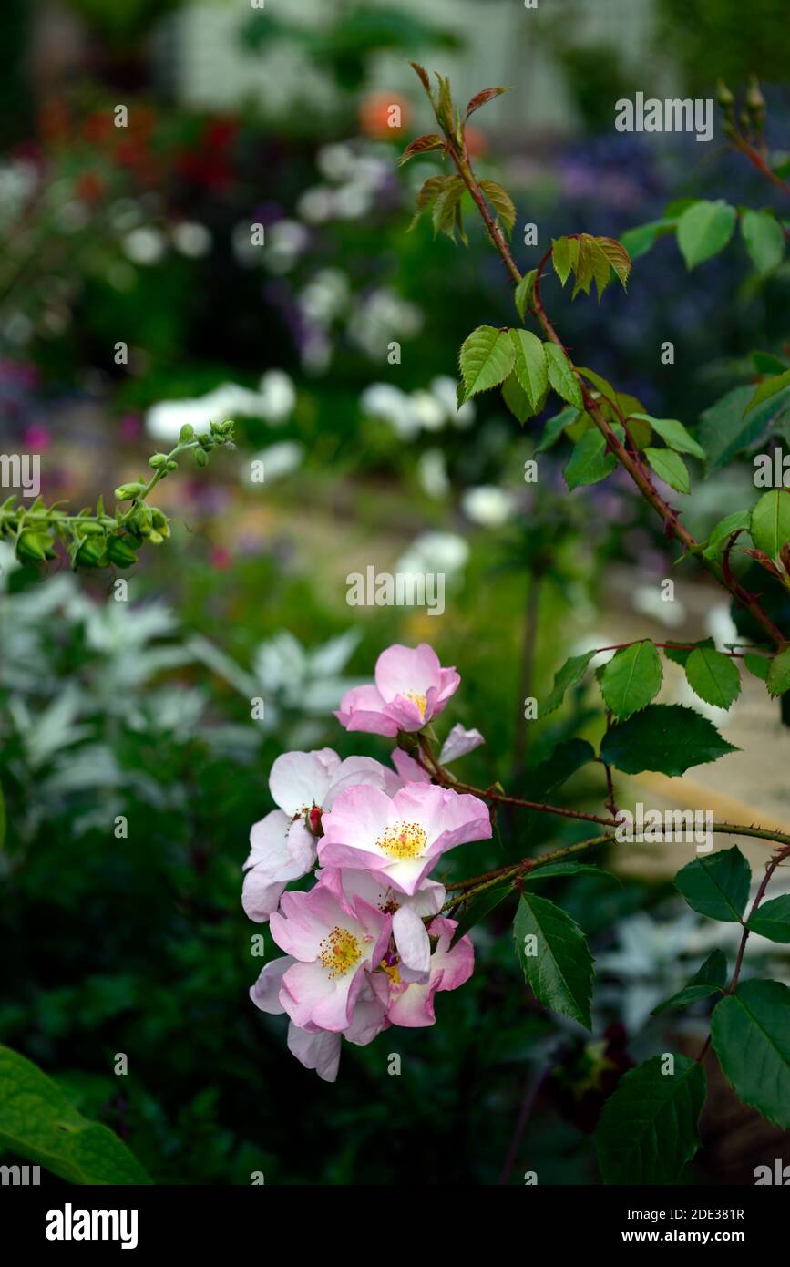 Rosa offene Arme, Rose offene Arme, Chewpixcel, Ramblerrose, blassrosa Blüten, Blume, Blüte, Einzelblütenrose, RM Blumen Stockfoto