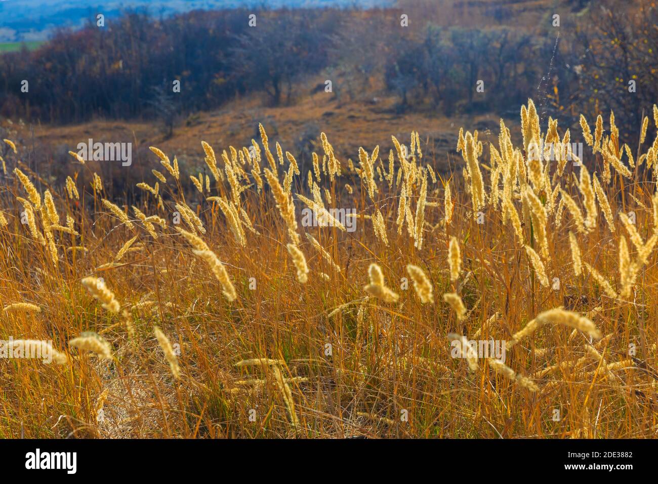 Wildes Schilf in der Tagessonne Stockfoto