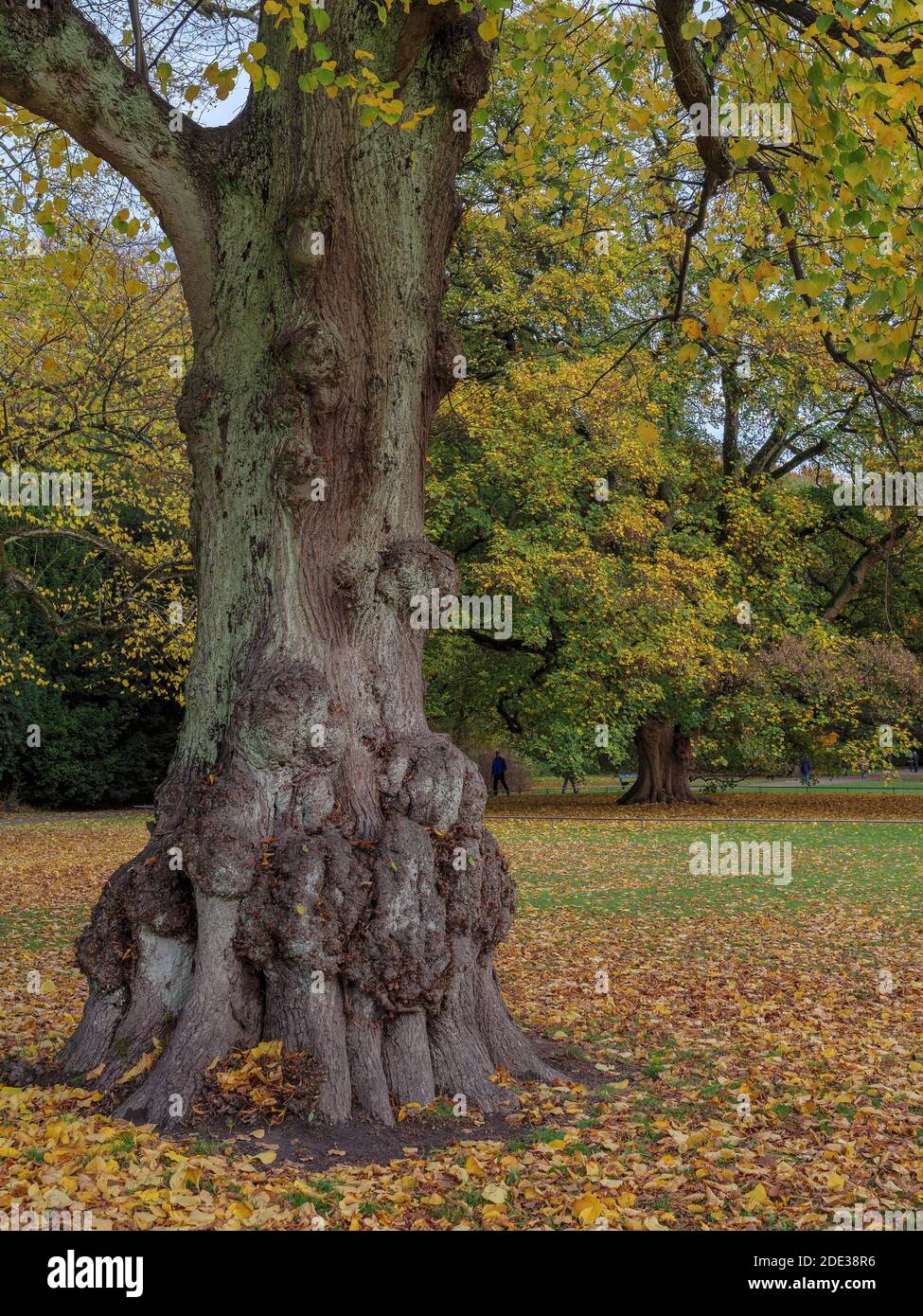 Indian Summer, Hirschpark in Hamburg-Blankenese, Deutschland, Europa Stockfoto